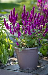 purple flowers in a pot