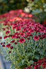 Red Mums Fall Plants