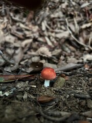 Tiny Red Mushroom