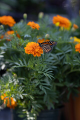 monarch butterfly on a flower