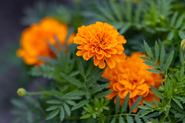 orange marigold flower