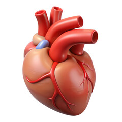 3d realistic human heart anatomy detailed medical render transparent background