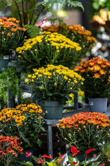 colorful flowers in the garden mums