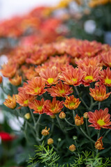 colorful autumn flowers