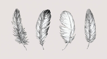 Obraz premium Four detailed feather illustrations arranged elegantly on a light background showcasing textures and patterns