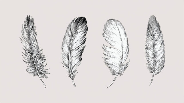 Four detailed feather illustrations arranged elegantly on a light background showcasing textures and patterns