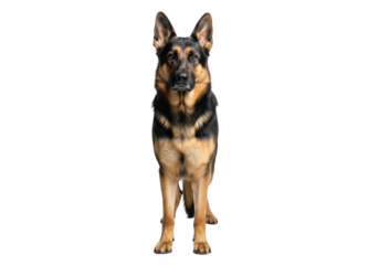 A purebred adult male German Shepherd with a powerful black and tan coat stands calmly in a professional white studio, its gaze focused, embodying steadfast companionship