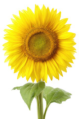 Obraz premium Bright yellow sunflower against a black background