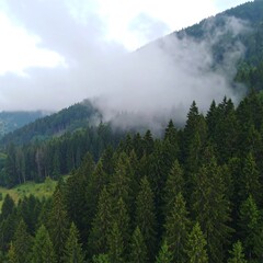Misty mountain forest vista (1)