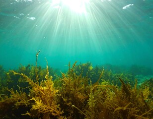 Naklejka premium Underwater scene of sunlit kelp forest