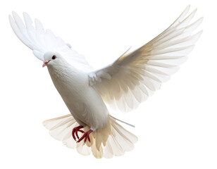 Fototapeta premium Flying White Dove with Wings Curved Upward, Side View Motion, Isolated PNG