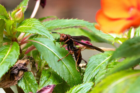 Marimbondo andando na folha	
