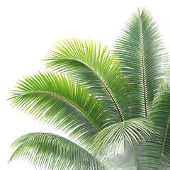 Naklejka premium Close up view of several vibrant green palm fronds against a black and white background space area