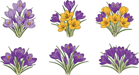 Beautiful crocus flower illustration set with purple and yellow blossoms, perfect for spring decoration, floral designs, botanical art, and invitations