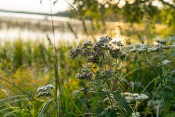 Comon Boneset White Flower Sunset