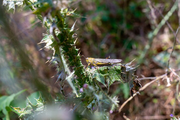 Large grasshopper on a plant
