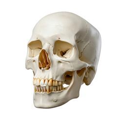 Anatomical human skull front view isolated on transparent background