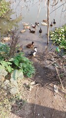 The ducks in the pond