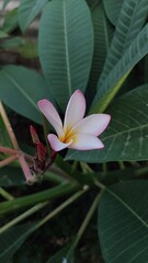 pink frangipani flower growing up.