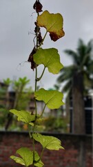 Pumpkin tree branch leaf climbing on house. 