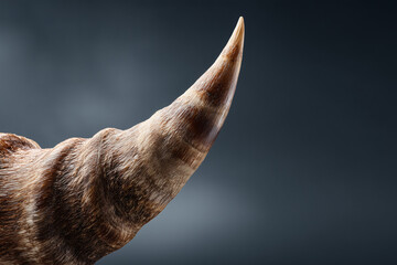 A close-up shot of a horn, showcasing its intricate texture and sharp tip against a dark backdrop.