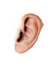 close up of human  pointy ear isolated with transparent background  Hearing and Anatomy Detail