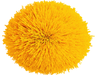 Close-up of a circular, bright yellow textured object, resembling a tufted ball or a dense cluster of bristled fibers