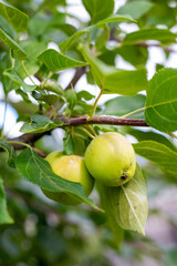 Green apples on a branch against a green background. Fruit apple tree. Agriculture and cultivation. Ripe fruits in a summer garden. The tree is lush and green with bright and juicy apples