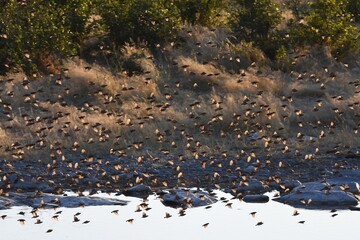 Blutschnabelweber (quelea quelea) am Moringa Wasserloch im Etoscha Nationalpark