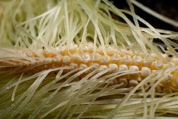 Undeveloped Ear of Corn showing silk connected to each kernel