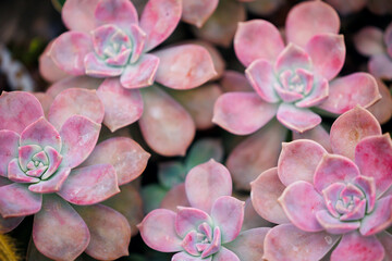 Close-up of pink succulent rosettes with delicate petals and soft hues, top view