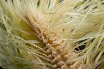 Corn before pollination, silk to each kernel