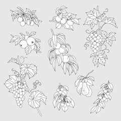 Ripe Fruits Hanging on Branches Monochrome Set