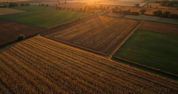 Gliding aerial camera capturing farmland at sunset, with golden crop field and dirt tracks