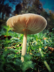 Mushroom in the forest