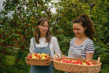 Two young women farmers are carrying wicker baskets overflowing with ripe red and yellow apples,...