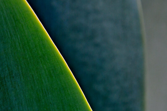 Agave leaf edge abstract 