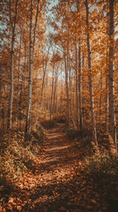 Fototapeta premium Autumn forest path with golden leaves