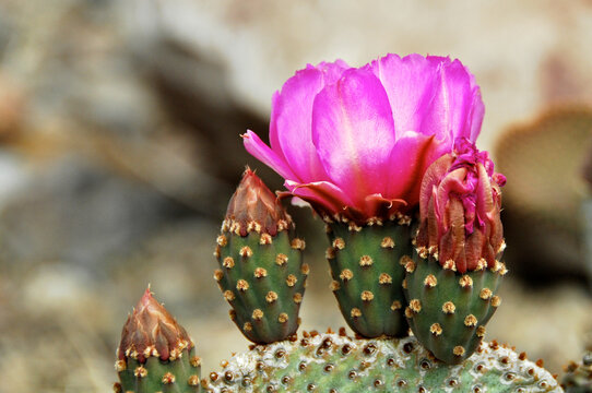 Beavertail cactus flowers, Silver Lake Talc Mines, Mojave Desert, California 
