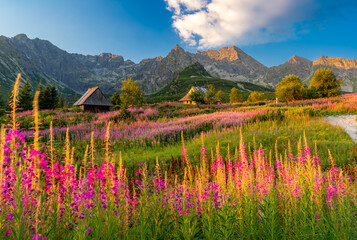 Mountain landscape, Tatra mountains summer landscape in Poland, colorful sunrise on Hala Gasienicowa (Gasienicowa Glade) with blooming fireweed