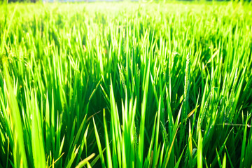 green grass on a white background