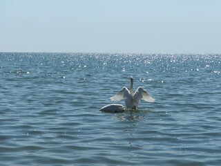 Romantic scene of swans swimming side by side on the sea with glittering water under the bright...