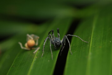  A photograph of a spider (possibly a wolf spider, Lycosidae, or crab spider, Thomisidae) perched...