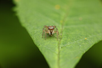 A photograph of a Jumping Spider perched on a green leaf, exhibiting prey-waiting and resting behavior. Jumping spiders are predators that rely on jumping and keen eyesight to capture prey.