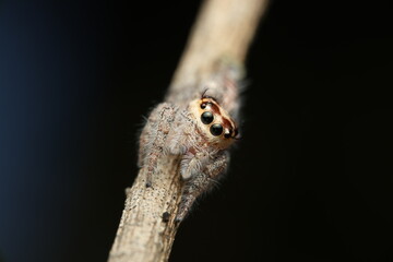 The jumping spider (family Salticidae) is renowned for its leaping hunting strategy and large forward-facing eyes that provide excellent vision. This image captures a jumping spider perched on a twig,