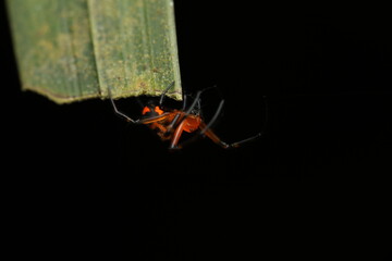 The Red Widow Spider  of the family Theridiidae is a venomous species known for its irregular webs. It is often found hanging upside down beneath leaves or in dark corners while waiting for prey. 