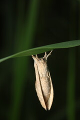The Eggar Moth  is a nocturnal moth with a thick, hairy body and broad wings that often resemble dried leaves for camouflage. Males feature feather-like antennae for detecting female pheromones.