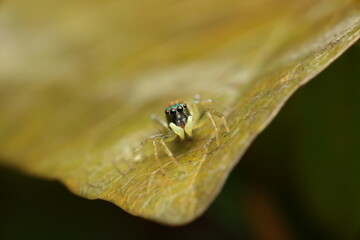 This jumping spider from the Salticidae family is feeding on a small prey held in its chelicerae. Jumping spiders have excellent vision and can leap accurately to capture prey.