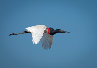 Jabirú ave volando
