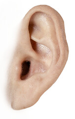 Close-Up Isolated Human Ear PNG with Transparent Background – Hearing and Anatomy Detail